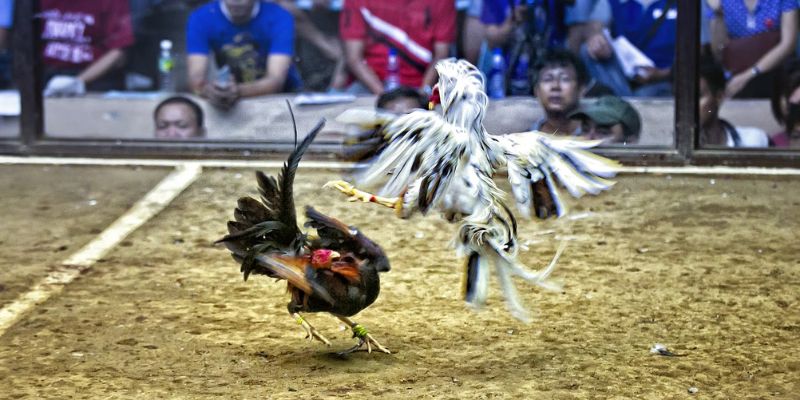 Gà Đá Thái Lan Kịch Tính Hấp Dẫn Không Có Hồi Kết 3 Những điểm khác biệt của đá gà Thái Lan