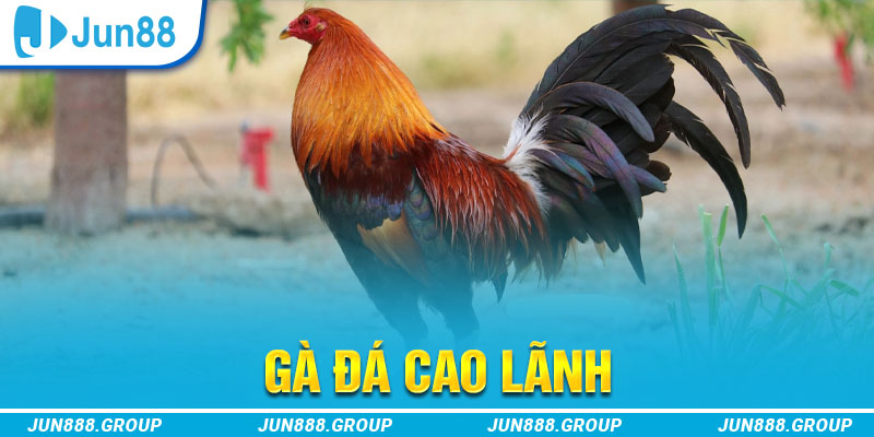 Gà Đá Cao Lãnh - Hùng Kê Của Mọi Đấu Trường 1 Thế nào là gà đá Cao Lãnh?