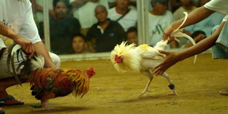 Gà Đá Cao Lãnh - Hùng Kê Của Mọi Đấu Trường 2 Giống gà Cao Lãnh có kỹ năng, bản lĩnh và hiếu chiến