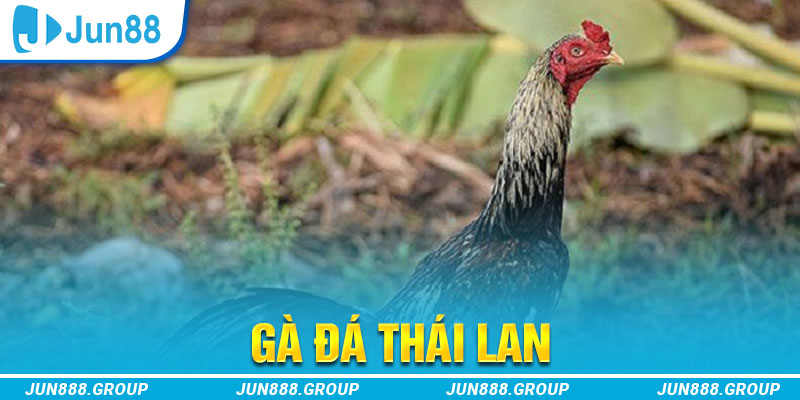 Gà Đá Thái Lan Kịch Tính Hấp Dẫn Không Có Hồi Kết 1 Đôi nét giới thiệu về gà đá Thái Lan
