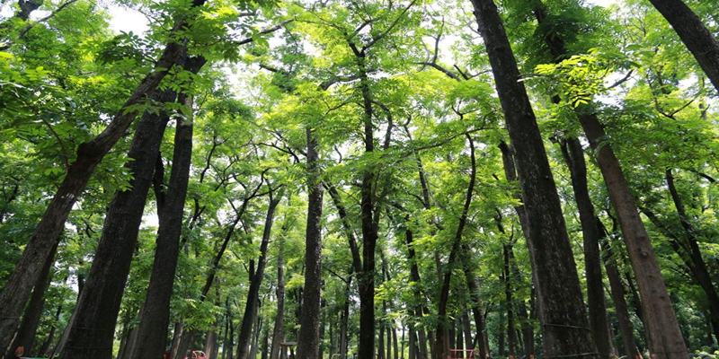 Mơ Thấy Rừng Là Điềm Báo Lành Hay Dữ, Nên Đánh Số Nào? 4 Mơ thấy rừng đánh số lô đề nào trúng lớn?