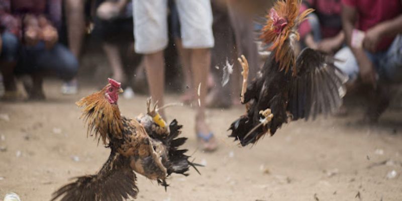 Gà Đá Cao Lãnh - Hùng Kê Của Mọi Đấu Trường 3 Những đặc điểm thú vị về gà Cao Lãnh có thể bạn chưa biết