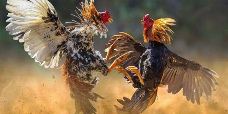 Thế Giới Đá Gà 247: Khám Phá Thế Giới Cá Cược Đặc Sắc Và Thú Vị 1 Giới thiệu về Thế Giới Đá Gà 247